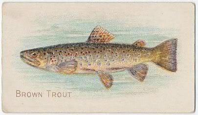 57 Brown Trout